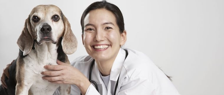 feuille de soins chien